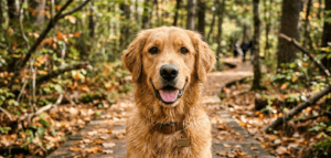 pet insurance